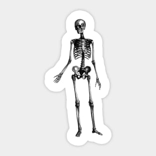 Human Body - Skeleton Sticker